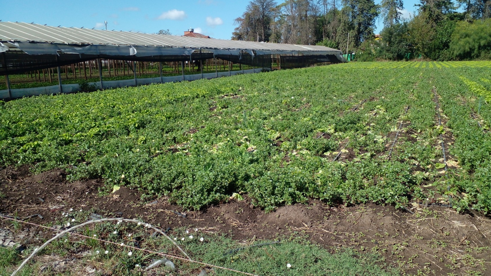 Fraccion de 9.7 hectareas en venta - Lisandro Olmos - La Plata
